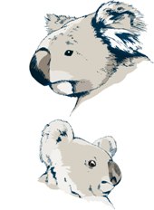 Drawing of Male koala (top) a female koala (bottom)