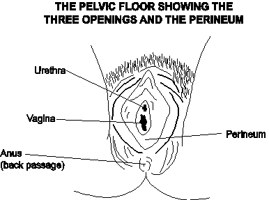 Female anatomy showing the perineum’s position and the three openings – the urethra, vagina and anus (or back passage). The perineum is the firm area of skin located directly between the vagina and the anus.