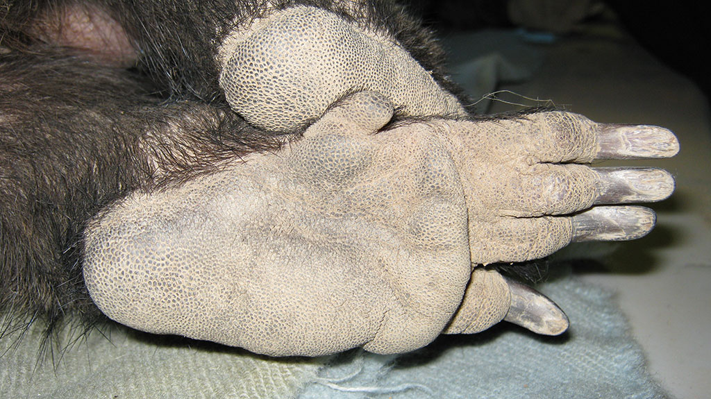 The hind paw of a northern hairy-nosed wombat. Photo: Queensland Government.