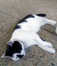 Lucy, Jan Christison’s black and white cat, relaxes on her pebbled patio.