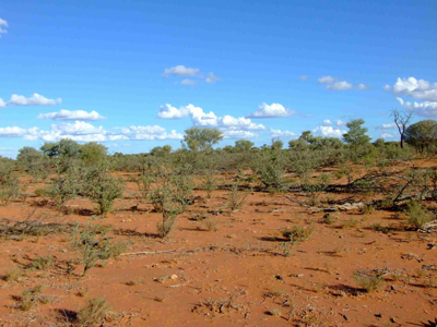 Mulga regrowth