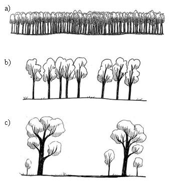Potential variations in tree size.