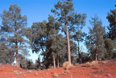 Callitris glaucophylla, Acacia excelsa and Alstonia constricta woodland, on top of sand dunes, near Cunnamulla, MUL