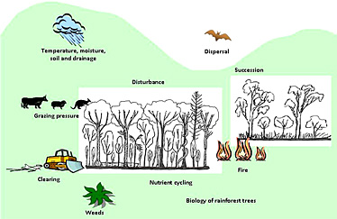 Diagram showing aspects of rainforest ecology and management