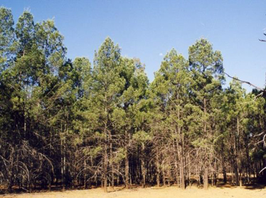 Callitris glaucophylla open forest, Thallon, west of Goondiwindi, BRB.