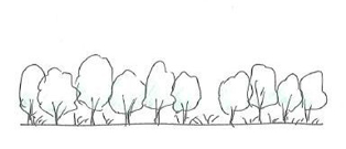 Illustration of state 7 (canopy trees absent and high cover of shrubs such as wattles)