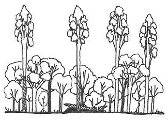 Illustration of state 3 (wet sclerophyll forest with rainforest understorey)