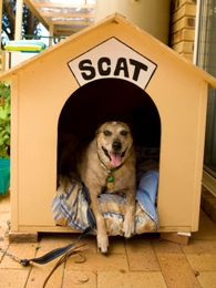 A restrained dog sitting in his kennel