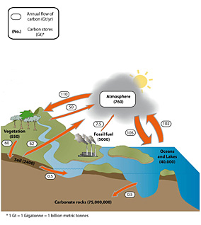 Global carbon cycle