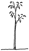 Tall sapling