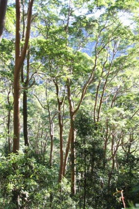 Lophostemon confertus dominated open forest, near Binna Burra, SEQ.