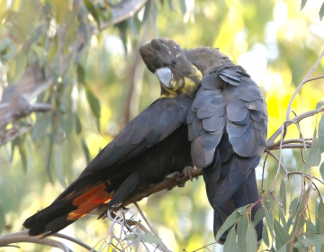 The glossy black-cockatoo (Calyptorhynchus lathami) feeds on the seeds of belah trees found in brigalow vegetation