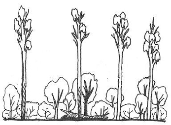 Illustration of state 9 (wet sclerophyll forest with Bell Miner Associated Dieback)