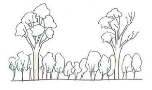 Illustration of state 3 (open-forest with limited tree recruitment and high shrub cover)