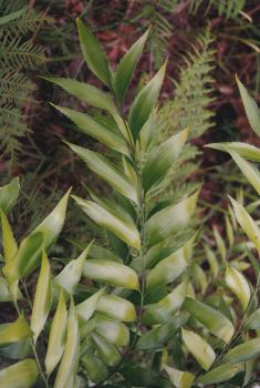 Plant species that live in eucalypt open-forests. Byfield fern (Bowenia serrulata)