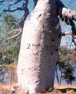 A tree marked by Gregory during an expedition