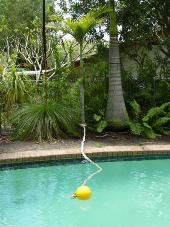 A pool with a floating ball attached to a rope which has been tied to a nearby tree
