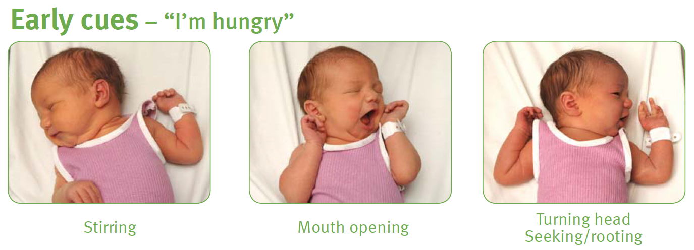 Baby showing early signs (cues) that they are hungry including stirring, mouth opening, turning head and seeking / rooting. 