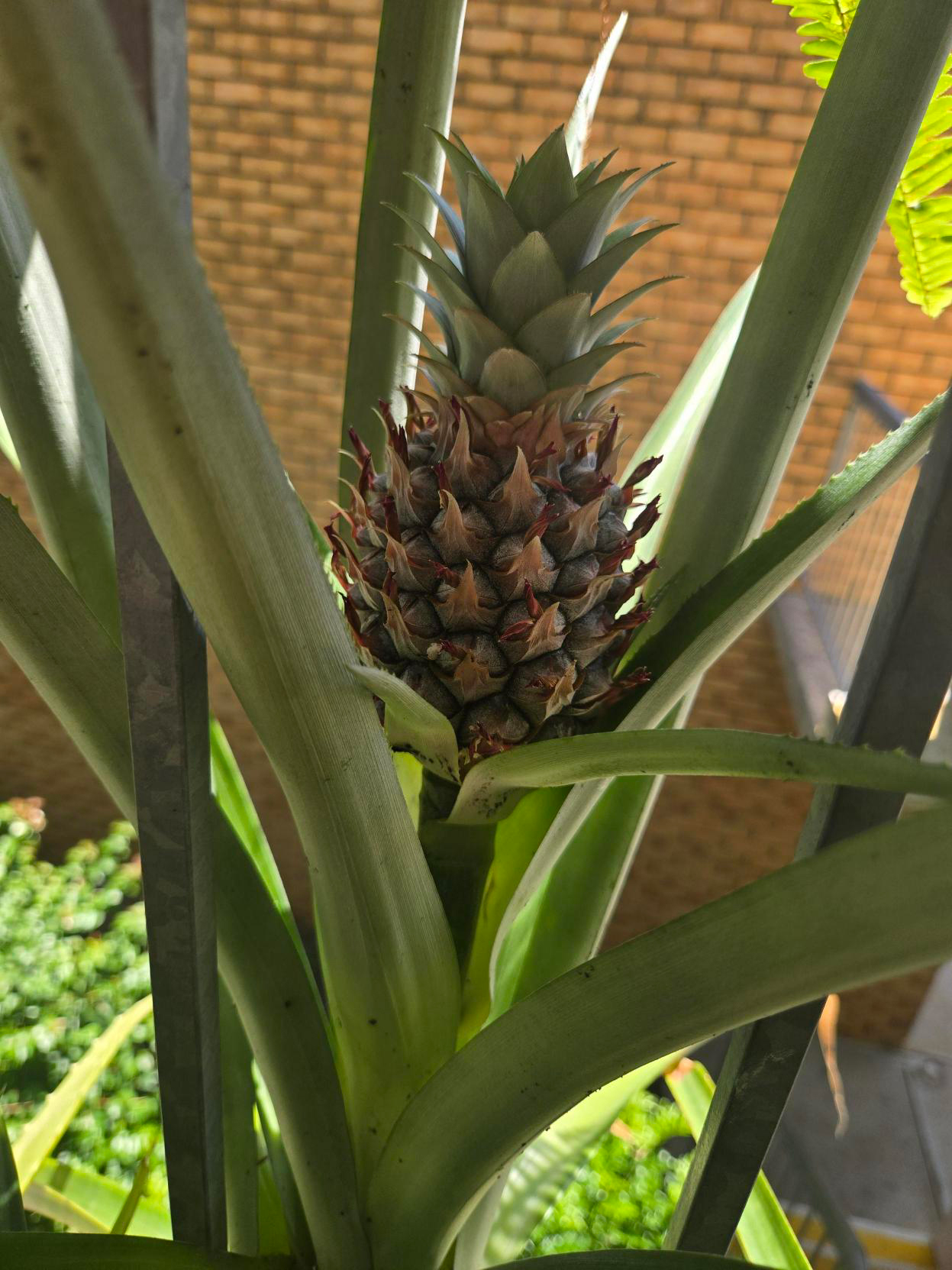 a growing pineapple