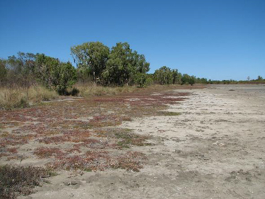 Tecticornia sp. succulent shrubland on margin of marine clay plain, Inkerman Station, GUP.