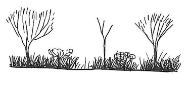 Illustration of state 6 (mulga open woodland or low open woodland)