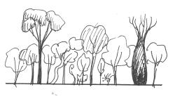 Illustration of state 5 (brigalow in dry rainforest)