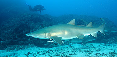 Image of grey nurse sharks (Carcharias taurus) swimming in the gutters at Flat Rock in Moreton Bay Marine Park.