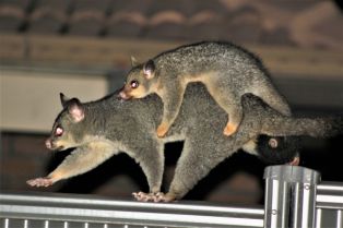 Photo of 2 Brushtail possums walking on a fence where there are no trees.