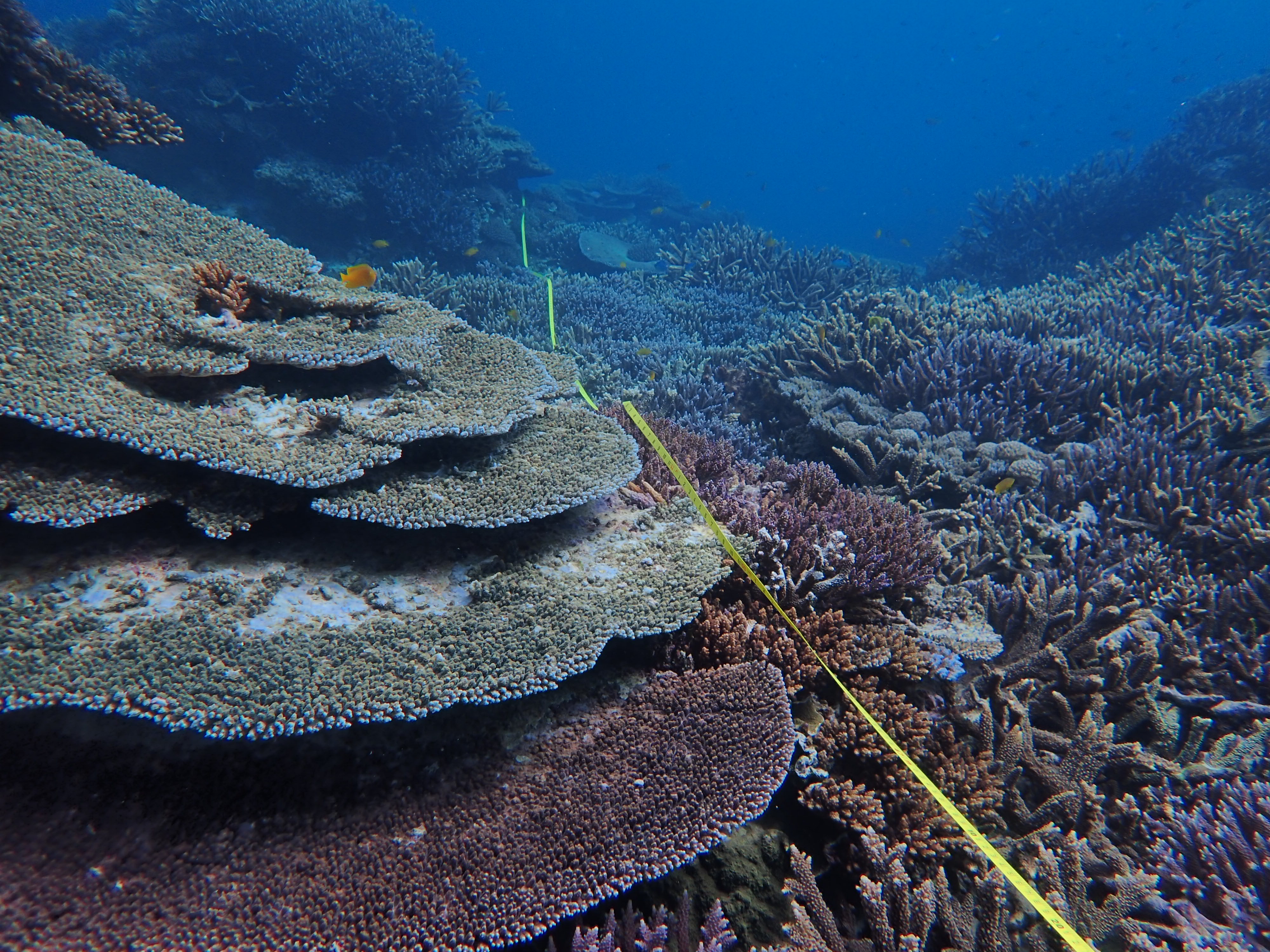 Transect for inshore coral monitoring in the southern Great Barrier Reef (Image courtesy of Gidarjil Development Corporation)