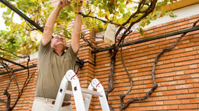 Man on ladder picking grapes