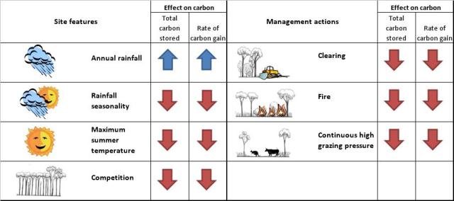 Summary of limits to carbon accumulation for brigalow