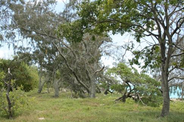 Casuarina equisetifolia subsp. incana woodland, Heron Island, Capricornia Cays NP, SEQ.