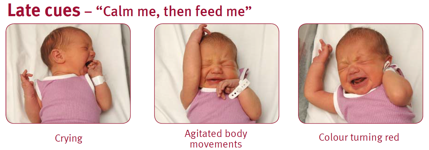 Baby showing late feeding signs (cues) that they are hungry including crying, agitated body movements and their colour turning red.