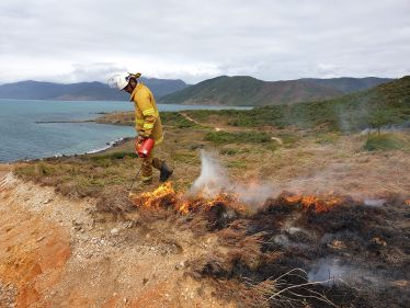 Ranger in safety gear applies a drip torch to grassy area on a coastal cliff.