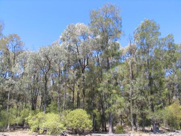 Mature brigalow with belah and wilga, north of Chinchilla.