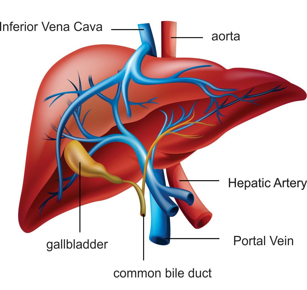 The blood vessels and bile ducts of the liver