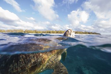 Photo of a turtle lifting it's head above the water