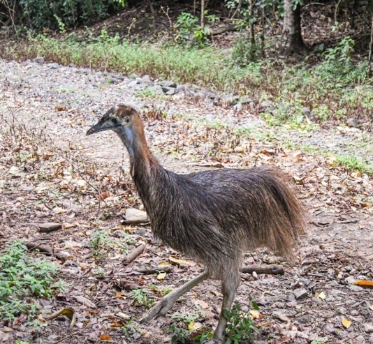 Photo of the cassowary chick
