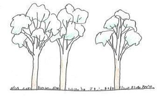  Illustration of state 2 (open-forest with limited tree recruitment and low shrub cover)