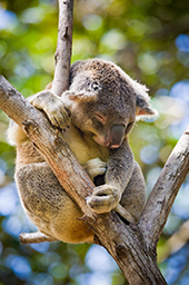 Koala sitting in tree