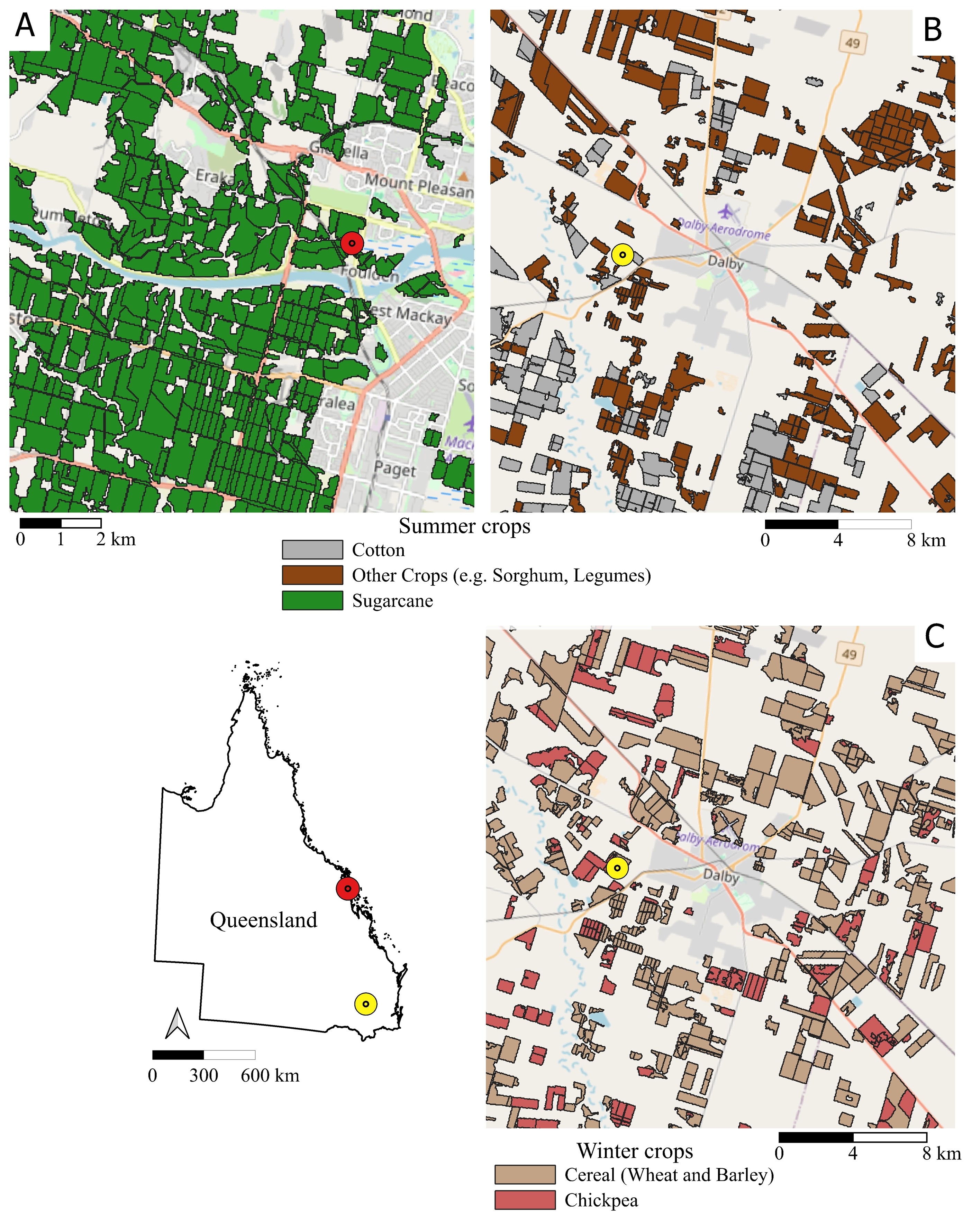 Figure 2: Crop maps for selected regions in Queensland during the 2025 growing season: summer crops around Mackay (A) and Dalby (B), and winter crops around Dalby (C).