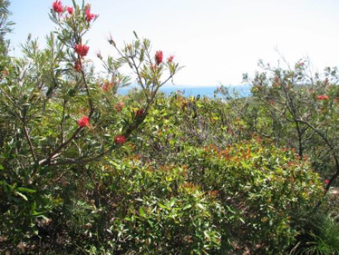 Lophostemon confertus and Acacia leiocalyx open scrub, SE of Considine Bay, North Keppel Island NP, CQC.
