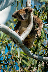 Image of Koala sitting in a tree