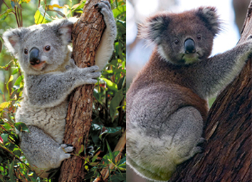 Image of Northern koala (on the left) and Southern koala (on the right)