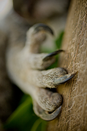 Image of a Koala claw
