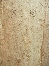 Image of Koala scratches on a Grey gum (Eucalyptus major)