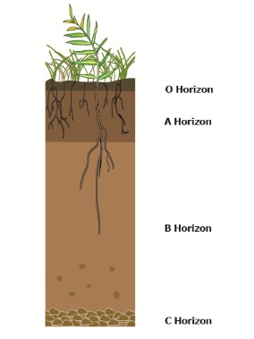 Perfil do solo, mostrando as diferentes camadas ou horizontes.
